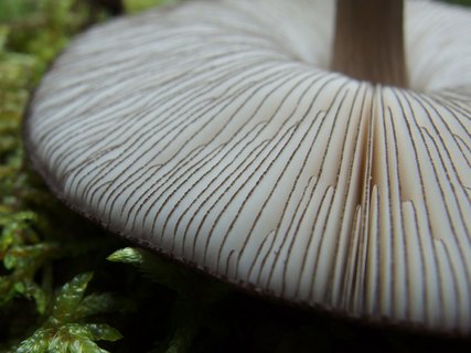 Pluteus atromarginatus
