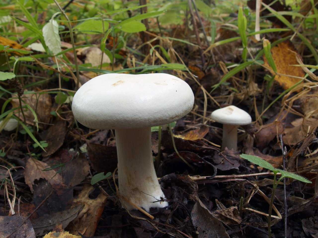 Tricholoma album