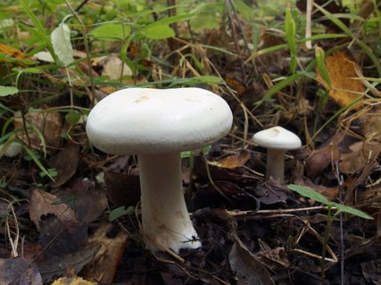Tricholoma album