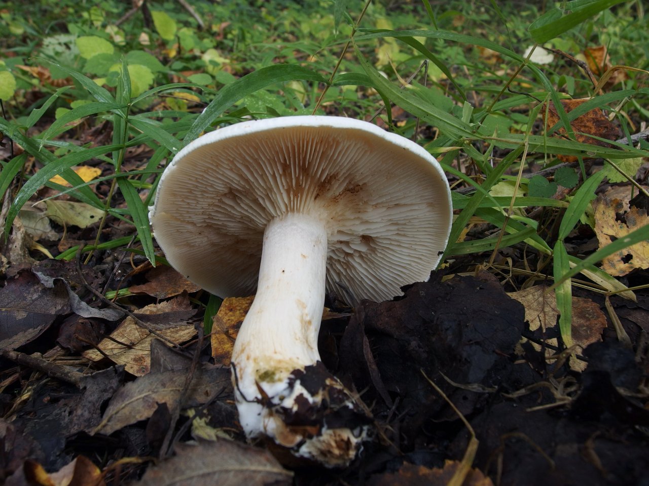 Tricholoma album