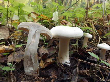 Tricholoma album