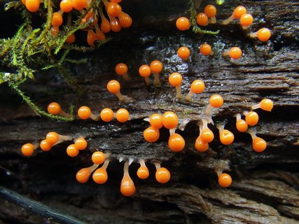 Trichia decipiens