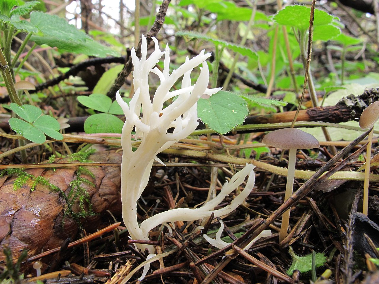 Clavulina cristata