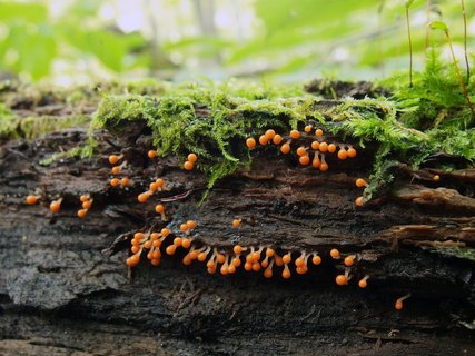Trichia decipiens
