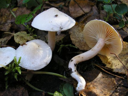 Hygrophorus hedrychii