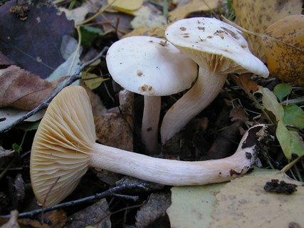 Hygrophorus hedrychii