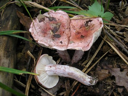 Hygrophorus russula