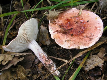 Hygrophorus russula