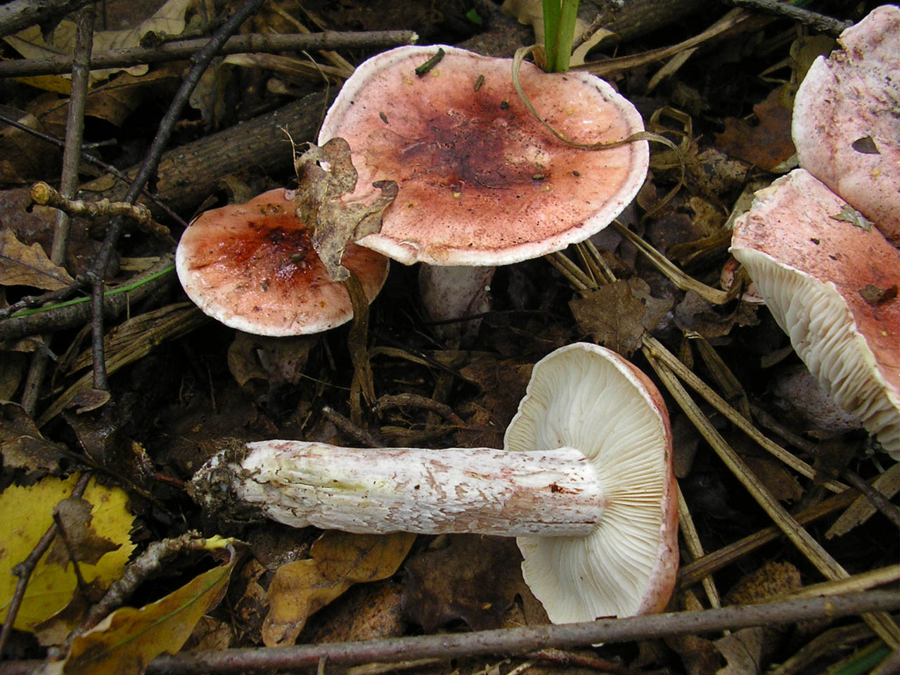 Hygrophorus russula