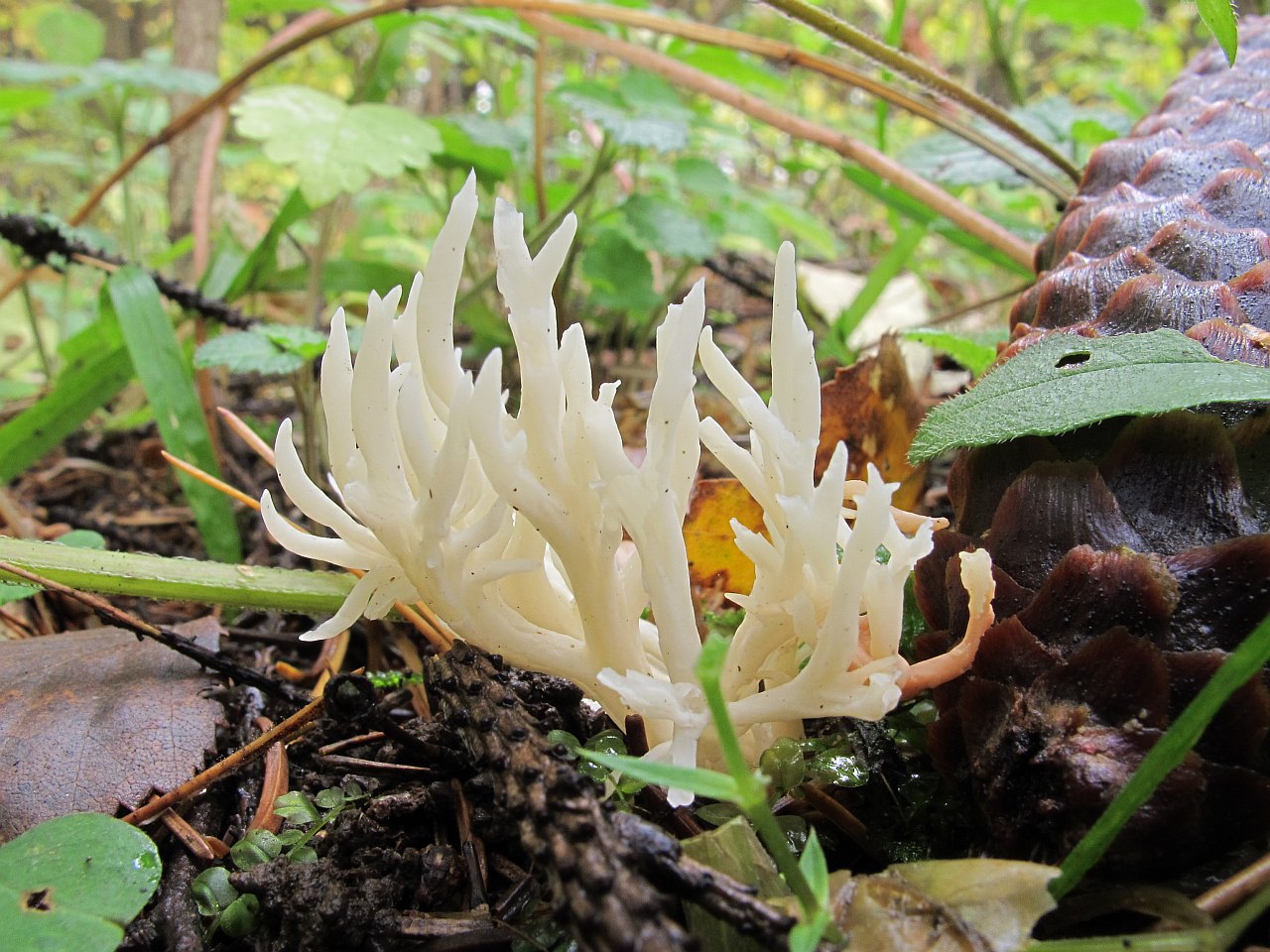 Clavulina cristata