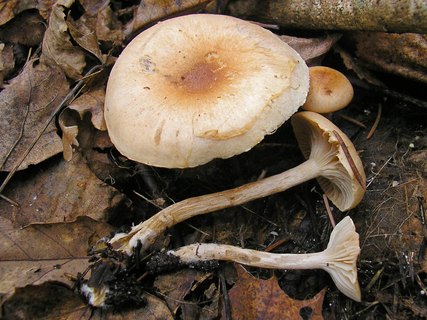 Hygrophorus nemoreus