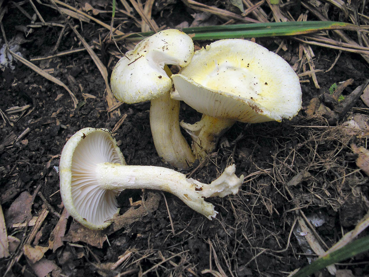 Hygrophorus chrysodon
