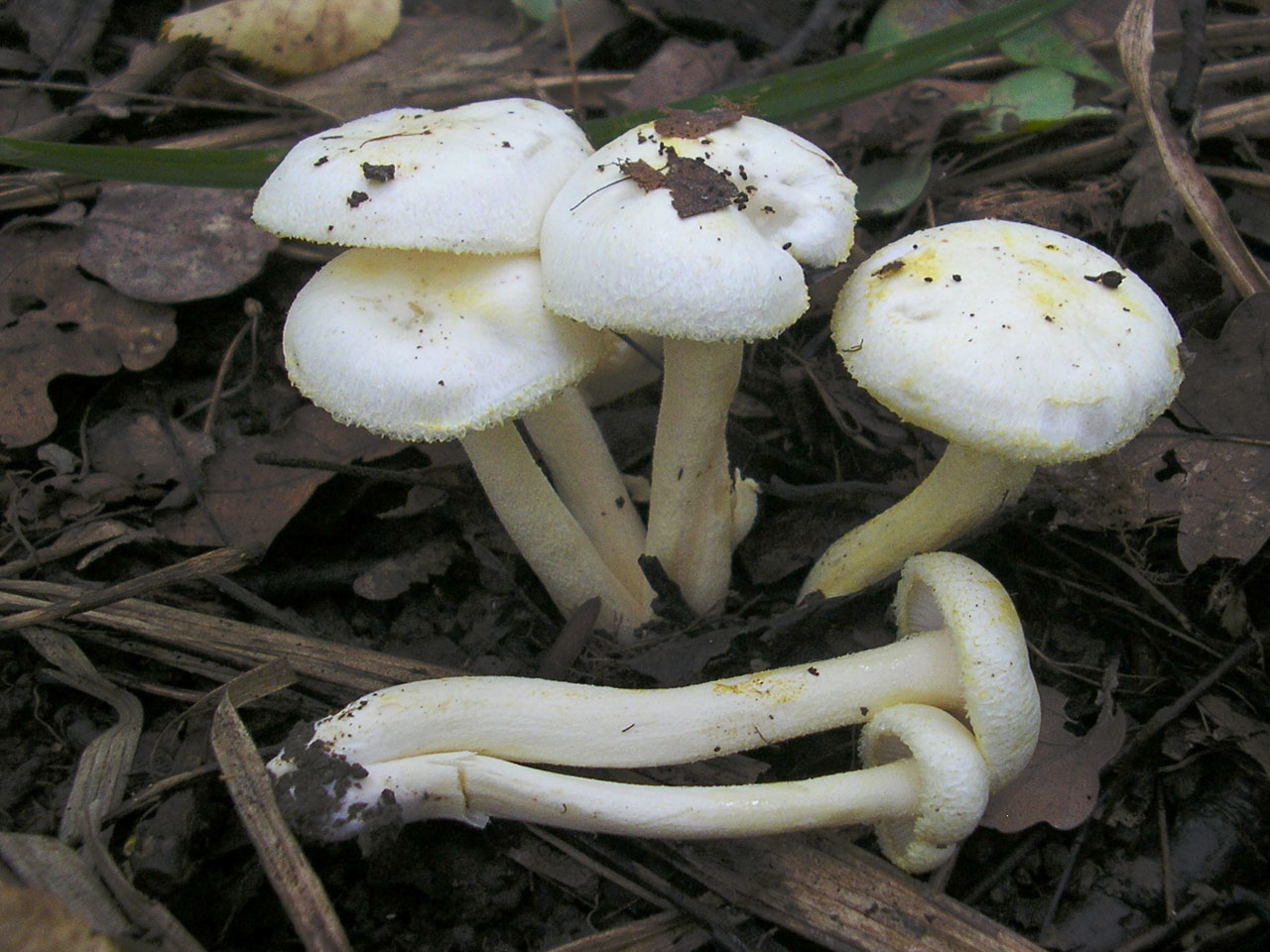 Hygrophorus chrysodon