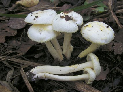 Hygrophorus chrysodon