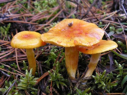 Hygrophorus aureus