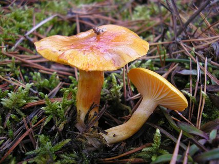 Hygrophorus aureus