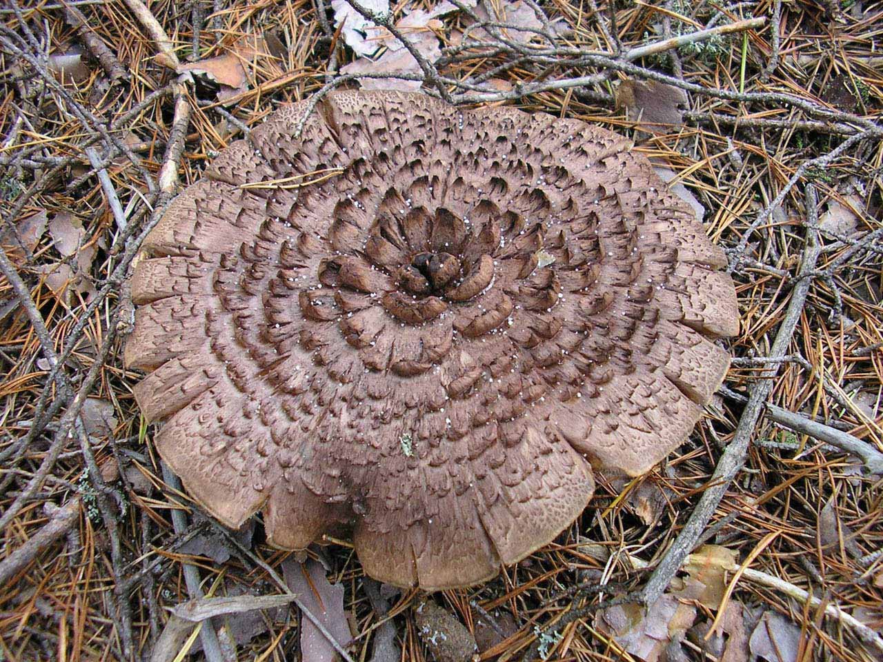 Sarcodon imbricatus