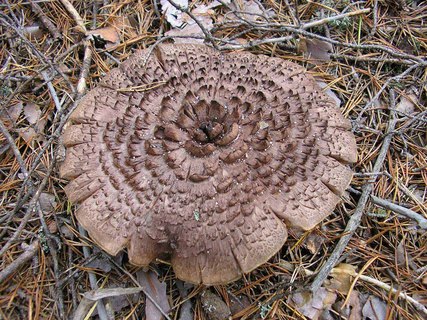 Sarcodon imbricatus