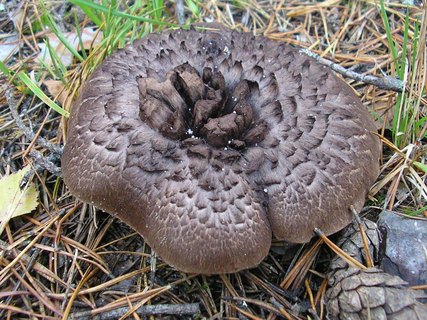 Sarcodon imbricatus