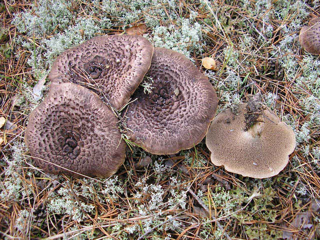 Sarcodon imbricatus