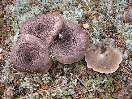 Sarcodon imbricatus