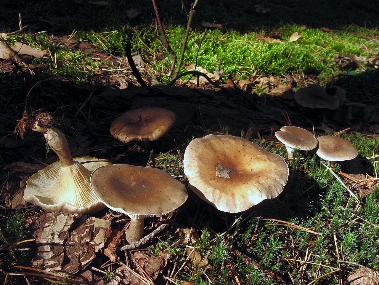 Ampulloclitocybe clavipes