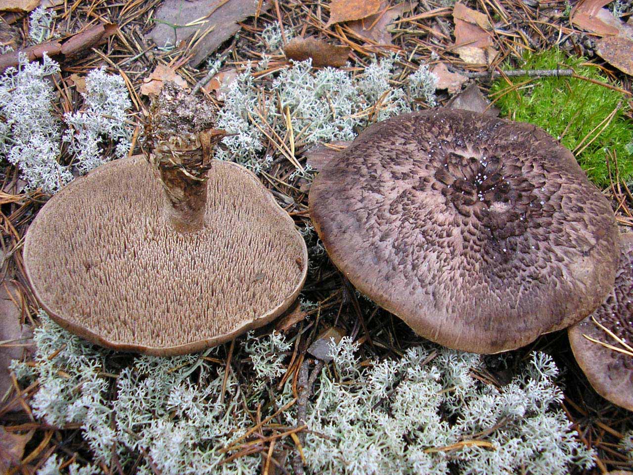 Sarcodon imbricatus