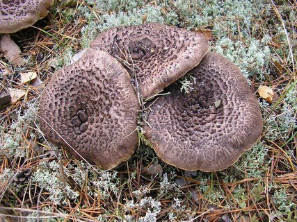 Sarcodon imbricatus