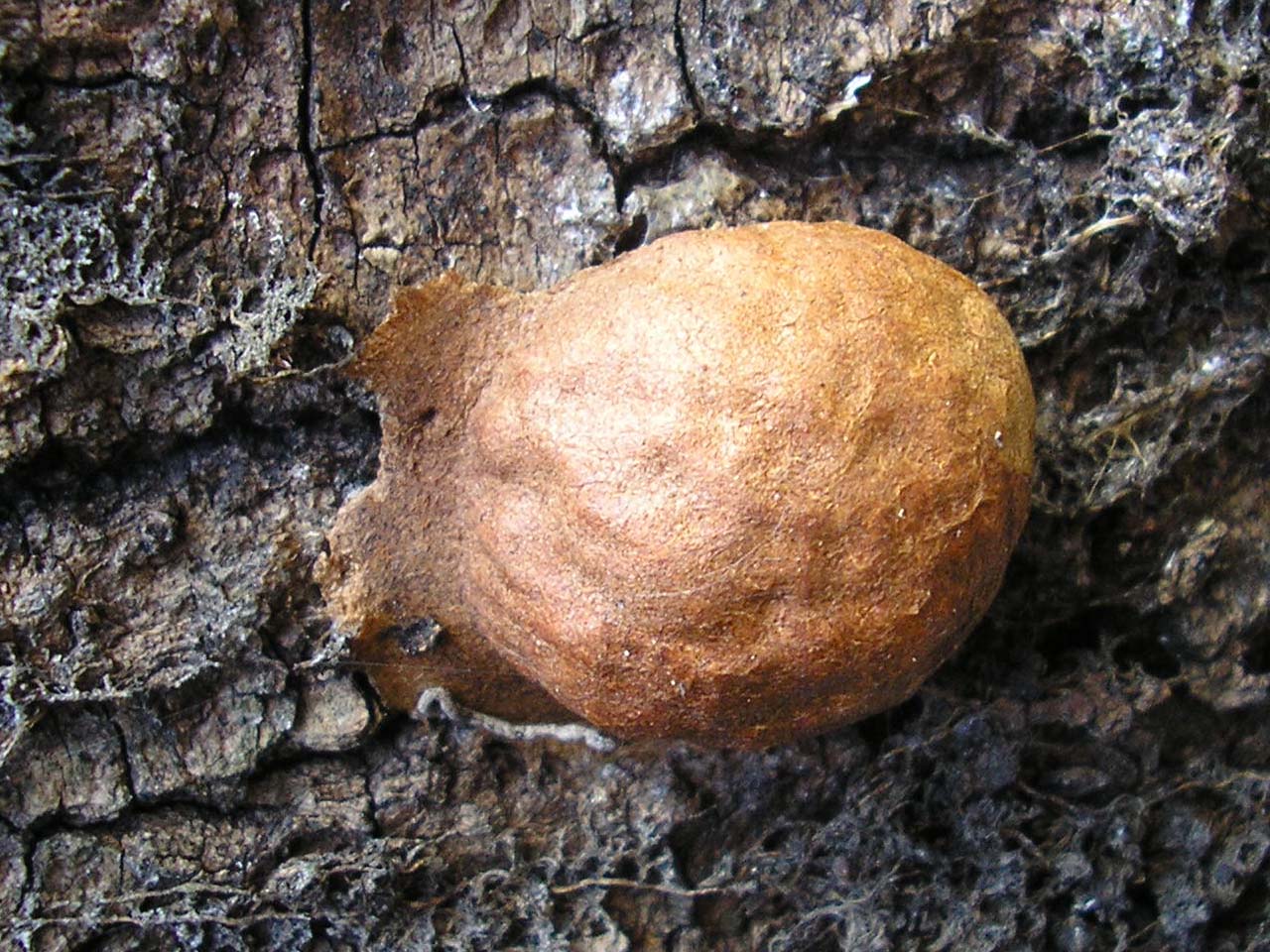 Fuligo leviderma