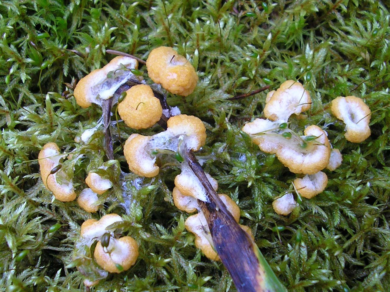 Fuligo muscorum