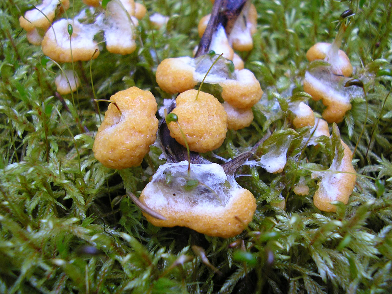Fuligo muscorum