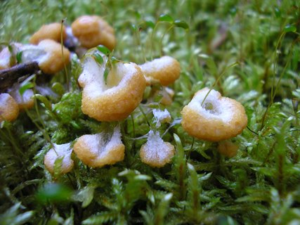 Fuligo muscorum
