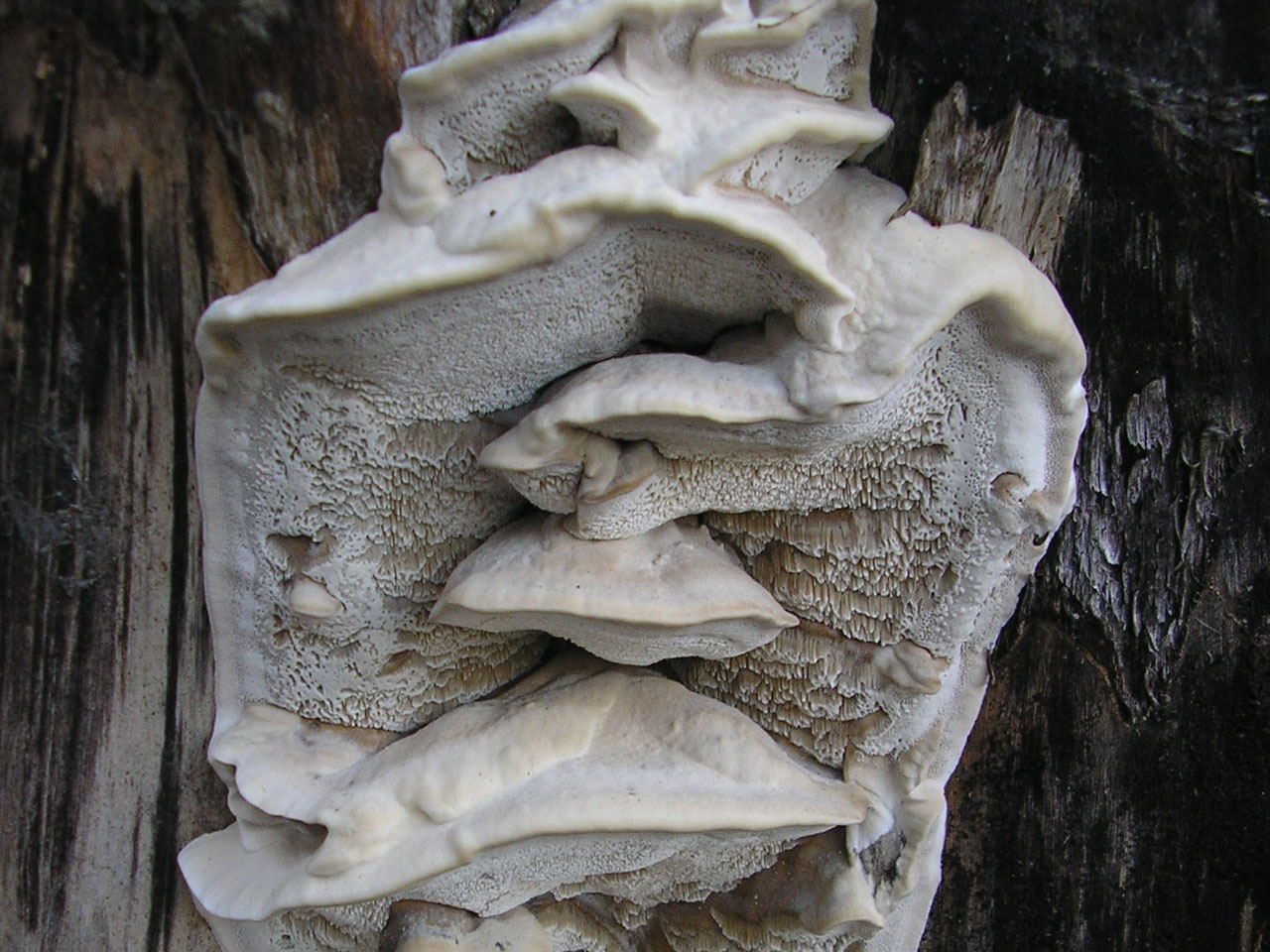 Bjerkandera fumosa