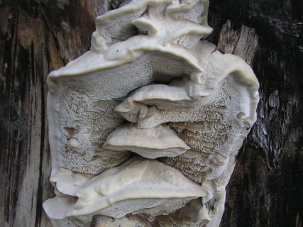 Bjerkandera fumosa
