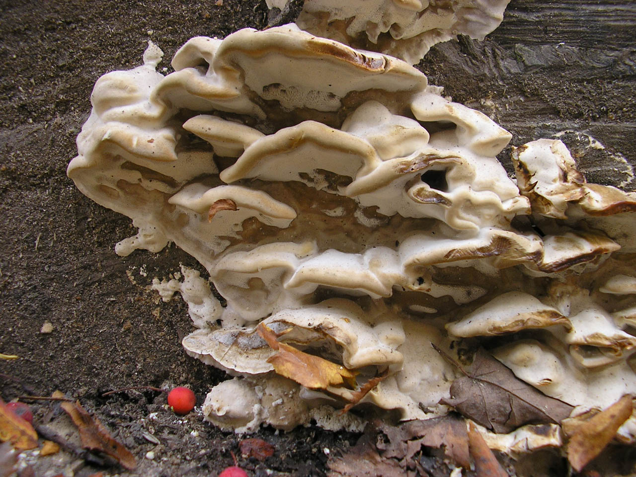 Bjerkandera fumosa