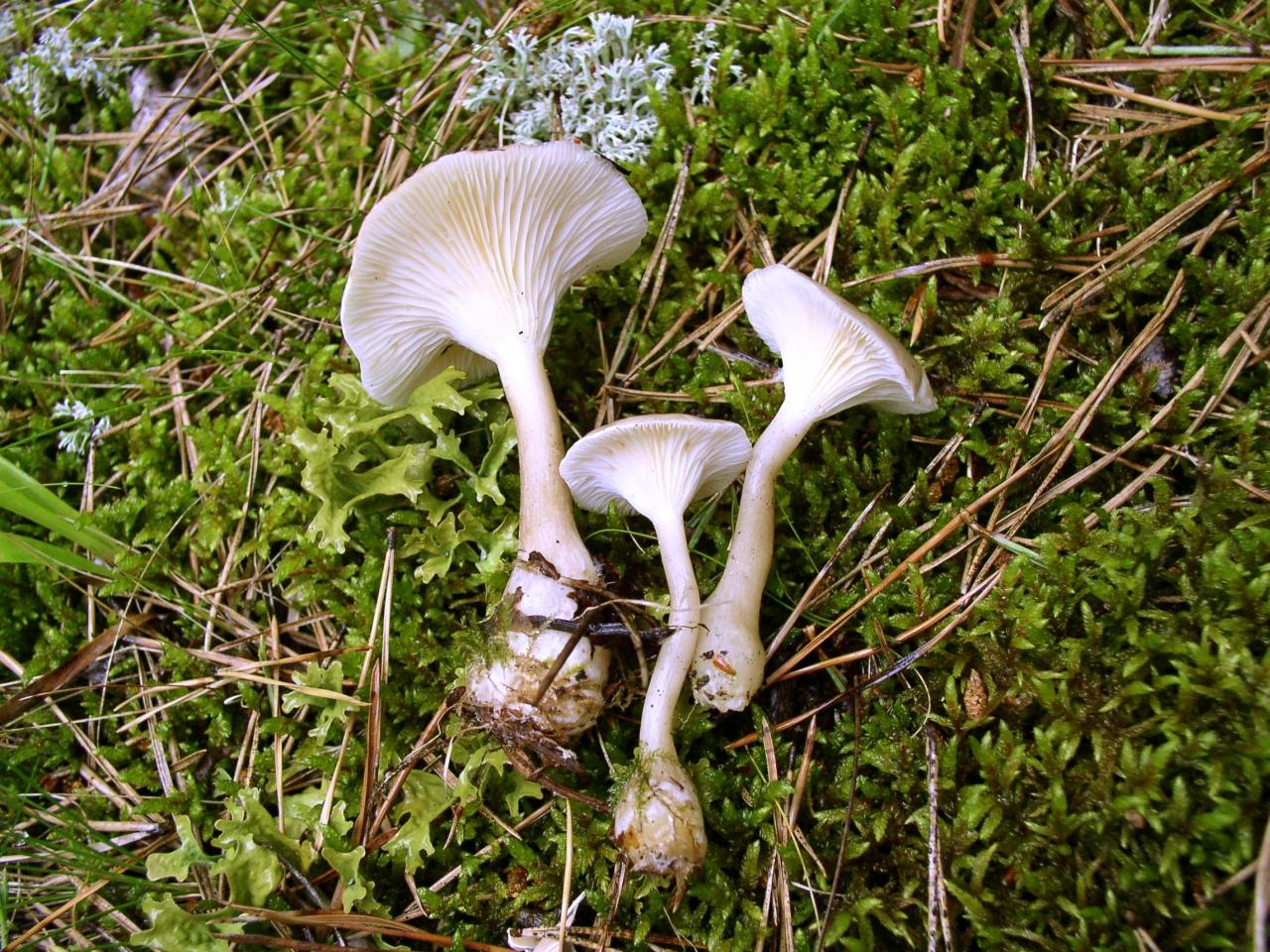 Ampulloclitocybe clavipes