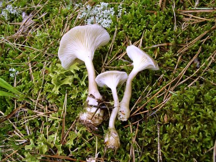 Ampulloclitocybe clavipes