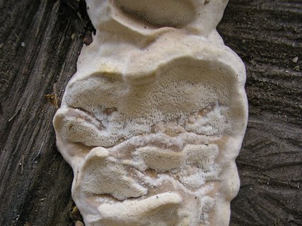 Bjerkandera fumosa