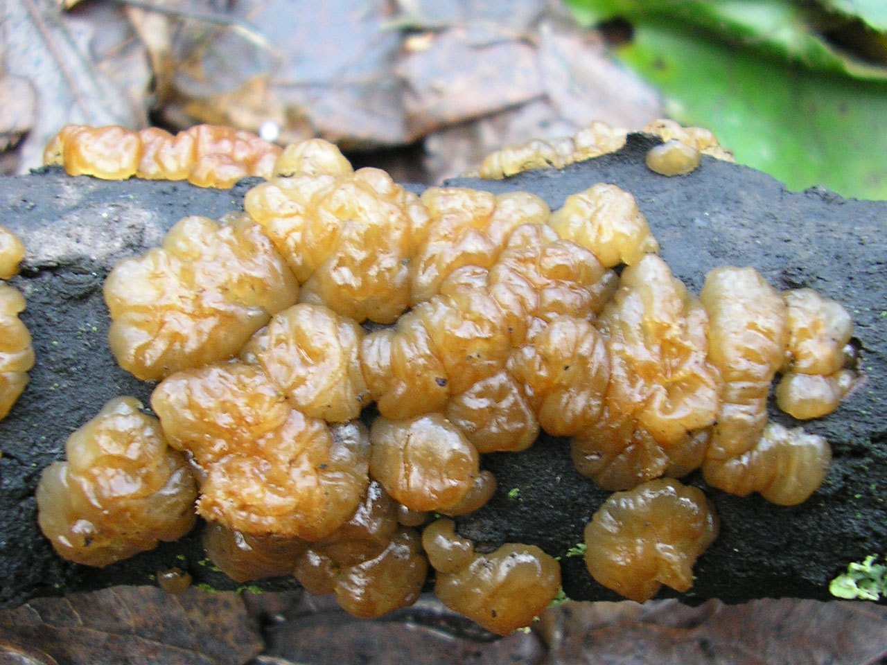 Exidia cartilaginea