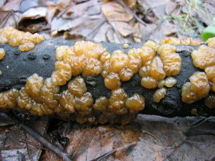 Exidia cartilaginea