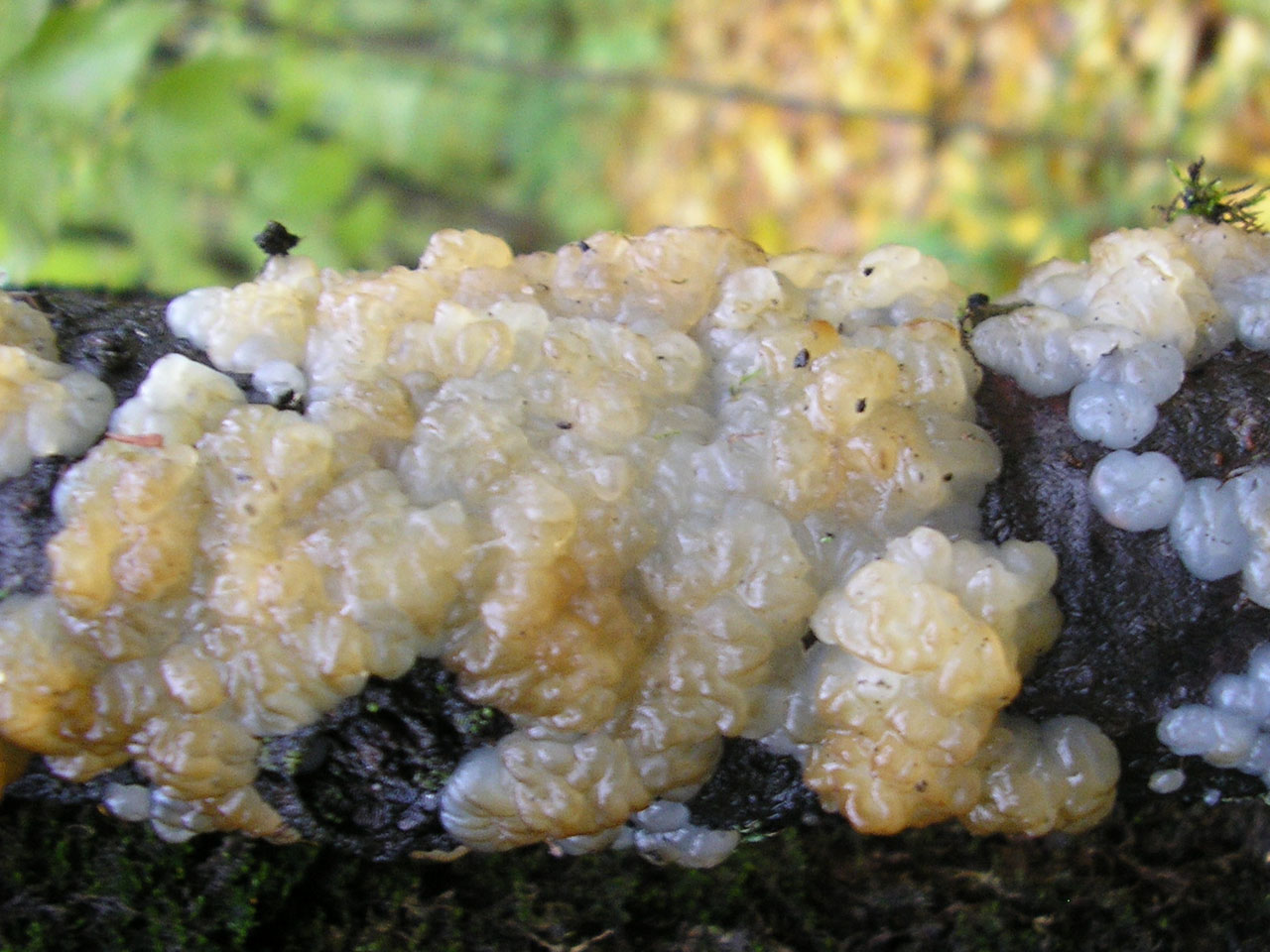 Exidia cartilaginea