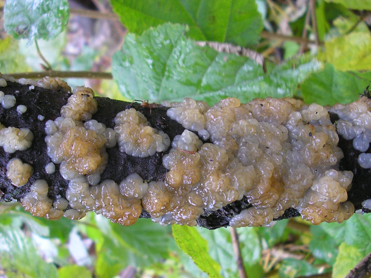 Exidia cartilaginea