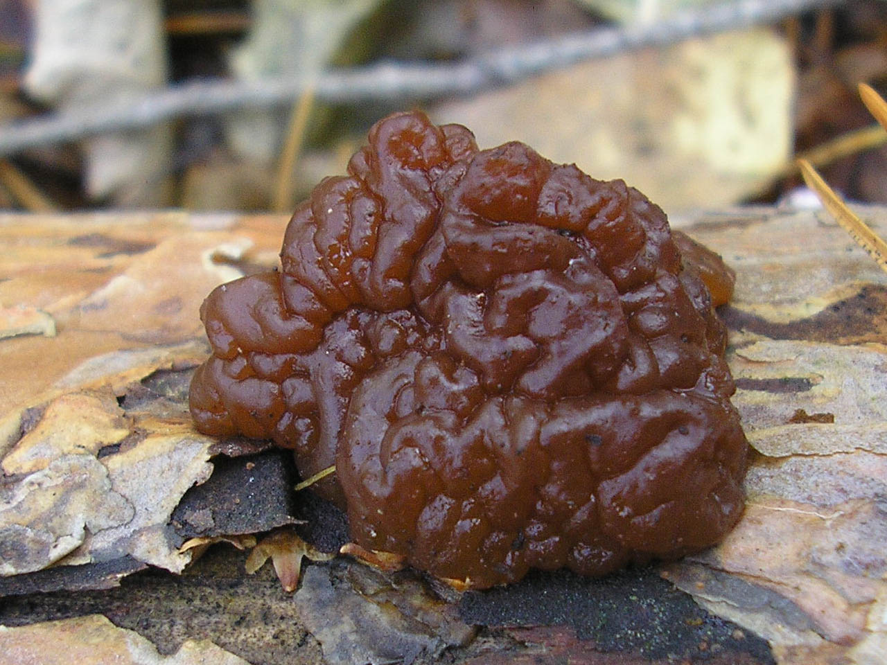 Exidia saccharina