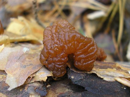 Exidia saccharina