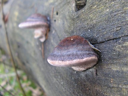 Fomitopsis rosea