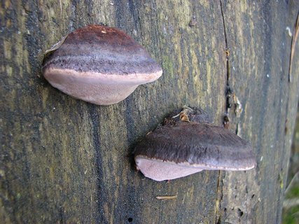 Fomitopsis rosea