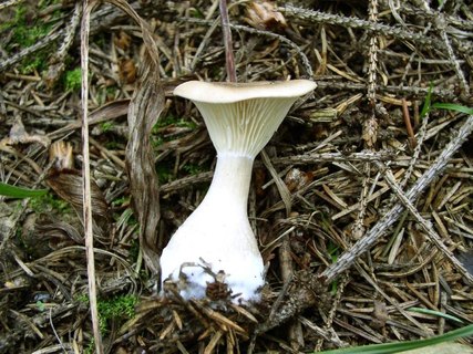 Ampulloclitocybe clavipes