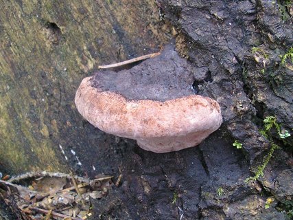 Fomitopsis rosea