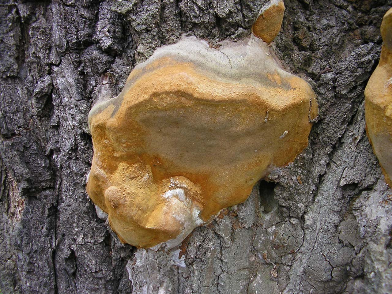Fomitiporia