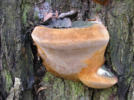 Fomitiporia robusta